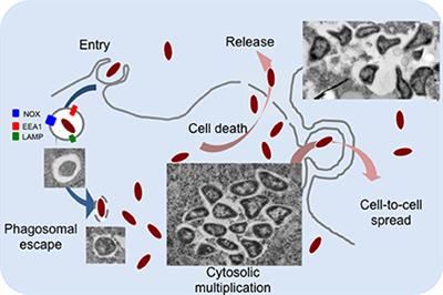 Importance of Metabolic Adaptations in Francisella Pathogenesis